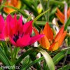 Smes nizkych tulipanu Mix botanickych tulipanu 3
