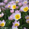 ruzovozluty tulipan saxatilis 2