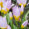 ruzovozluty tulipan saxatilis 3