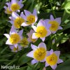 ruzovozluty tulipan saxatilis 4