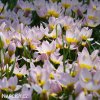 ruzovozluty tulipan saxatilis 5