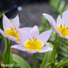 ruzovozluty tulipan saxatilis 7