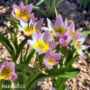ruzovozluty tulipan saxatilis 8