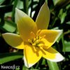zlutobily tulipan tarda 5