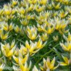 zlutobily tulipan tarda 6