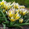zlutobily tulipan tarda 7
