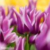 bilofialovy tulipan ballade 2