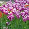 bilofialovy tulipan ballade 3