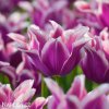 bilofialovy tulipan ballade 4
