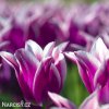 bilofialovy tulipan ballade 7
