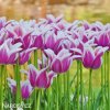 bilofialovy tulipan ballade 8