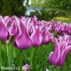 bilofialovy tulipan ballade 9