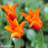 oranzovy tulipan ballerina 2