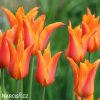 oranzovy tulipan ballerina 3