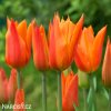oranzovy tulipan ballerina 5