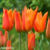 oranzovy tulipan ballerina 5