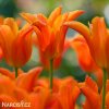 oranzovy tulipan ballerina 6