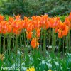 oranzovy tulipan ballerina 7