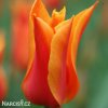oranzovy tulipan ballerina 8