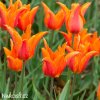 oranzovy tulipan ballerina 9