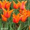 oranzovy tulipan ballerina 9