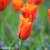 oranzovy tulipan ballerina 10
