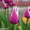 fialovy tulipan claudia 2