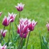 fialovy tulipan claudia 3