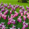 fialovy tulipan claudia 4