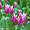 fialovy tulipan claudia 5