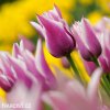 fialovy tulipan claudia 6