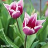 fialovy tulipan claudia 7