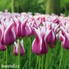 fialovy tulipan claudia 8
