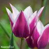 fialovy tulipan claudia 1