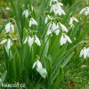 6002 Galanthus elwesii