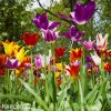 tulipany liliokvete smes barev mix 2