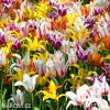 tulipany liliokvete smes barev mix 3