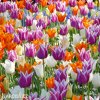 tulipany liliokvete smes barev mix 4