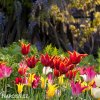tulipany liliokvete smes barev mix 5