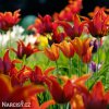 tulipany liliokvete smes barev mix 6