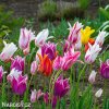 tulipany liliokvete smes barev mix 7