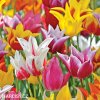tulipany liliokvete smes barev mix 1