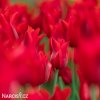 cerveny tulipan Pieter de Leur 2