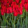 cerveny tulipan Pieter de Leur 3