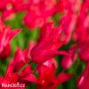 cerveny tulipan Pieter de Leur 5