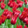 cerveny tulipan Pieter de Leur 6