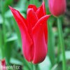 cerveny tulipan Pieter de Leur 7