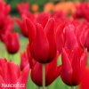 cerveny tulipan Pieter de Leur 8