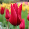 cerveny tulipan Pieter de Leur 1