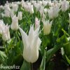bily tulipan liliokvety tres chic 2